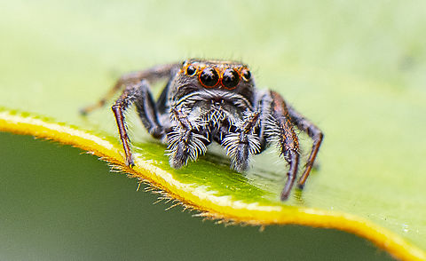 Jumping Spider - Opisthoncus Grassator  Australia,Geotagged,Opisthoncus Grassator,Prowling Jumper,Summer