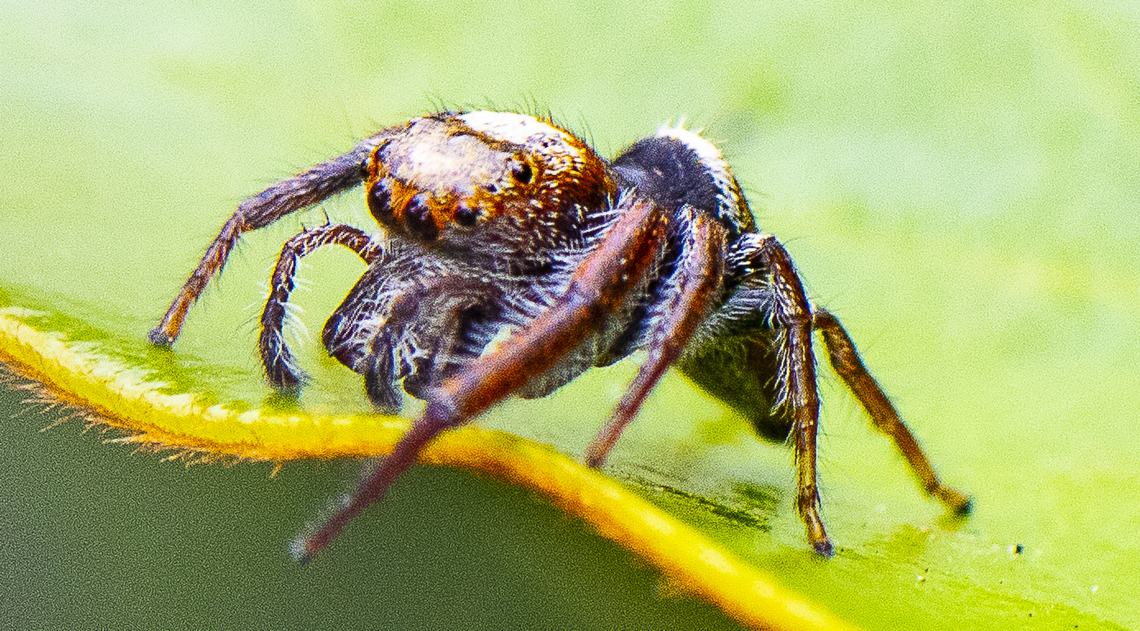 Jumping Spider - Opisthoncus Grassator  Australia,Geotagged,Opisthoncus Grassator,Prowling Jumper,Summer