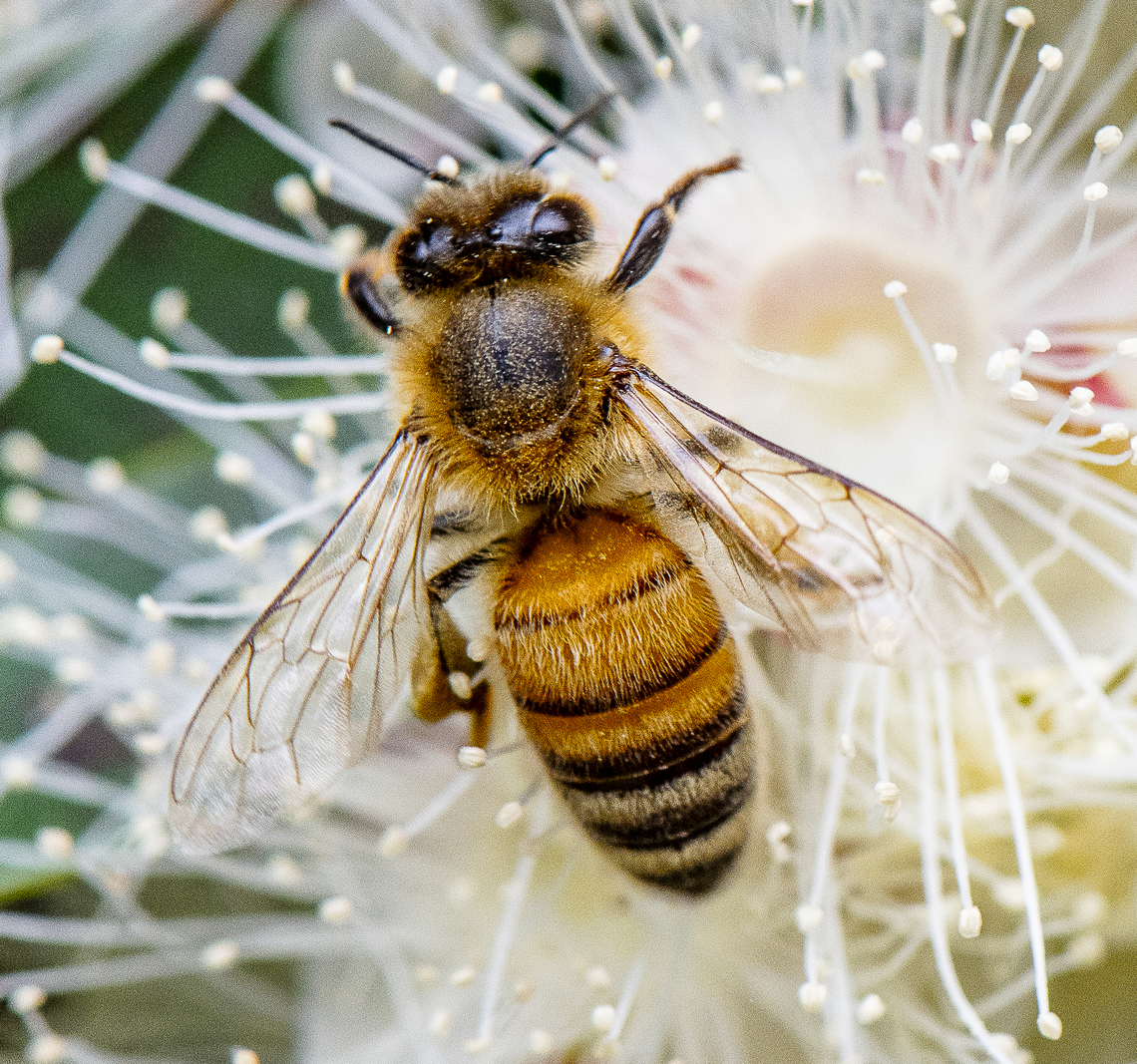 European Honey Bee on Lilly Pilly European honey bees have been present in Australia for about 190 years, but their distribution and abundance has increased dramatically over the last 80 years. The actual number of feral colonies is unknown but they are patchily distributed being least abundant, if not absent, from alpine areas and inland areas away from water. European honey bees visit the flowers of at least 200 Australian plant genera and interact with a wide diversity of native flower-visiting animals.<br />
<br />
Feral European honey bees can outcompete native fauna for floral resources, disrupt natural pollination processes and displace endemic wildlife from tree hollows. However, there is insufficient research about interactions between European honey bees and Australian biota to fully describe their impacts.<br />
<br />
<a href="https://www.awe.gov.au/biosecurity-trade/invasive-species/insects-and-other-invertebrates/invasive-bees" rel="nofollow">https://www.awe.gov.au/biosecurity-trade/invasive-species/insects-and-other-invertebrates/invasive-bees</a> Apis mellifera,Australia,Geotagged,Summer,Western honey bee