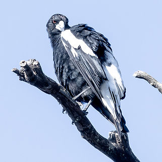Preening in the Morning Sun - Australian Magpie - Gymnorhina tibicen  Australia,Australian magpie,Geotagged,Gymnorhina tibicen,Summer