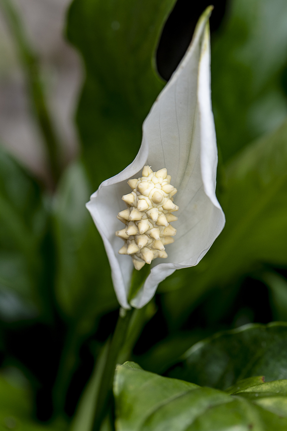 Peace lily - Spathiphyllum  Australia,Geotagged,Peace Lily,Spathiphyllum wallisii,Summer