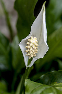 Peace lily - Spathiphyllum  Australia,Geotagged,Peace Lily,Spathiphyllum wallisii,Summer