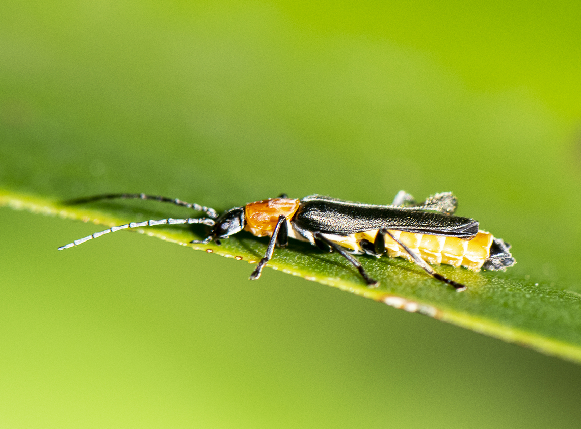 Tricolor Soldier Beetle - Chauliognathus tricolor  Australia,Chauliognathus tricolor,Geotagged,Summer,Tricolor Soldier Beetle