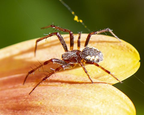 Orb weaver  Australia,Bobcat,Geotagged,Lean lynx spider,Lynx rufus,Oxyopes macilentus,Summer