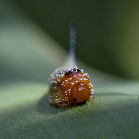 Head On - Bottlebrush sawfly larva  Australia,Geotagged,Summer