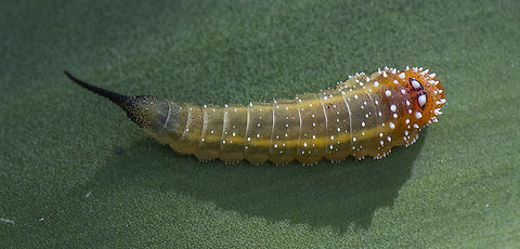 Sooty Tail - Bottlebrush sawfly larva ?  Australia,Bottlebrush sawfly,Geotagged,Pterygophorus cinctus,Summer