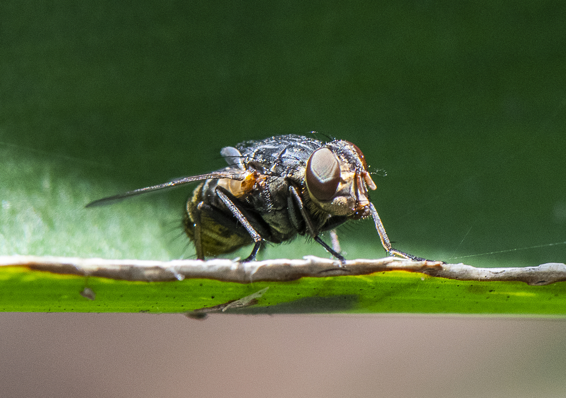 On the Edge - Bristle Fly  Australia,Geotagged,Summer