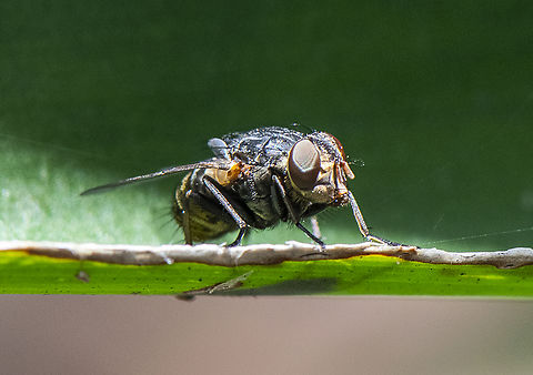 On the Edge - Bristle Fly  Australia,Geotagged,Summer