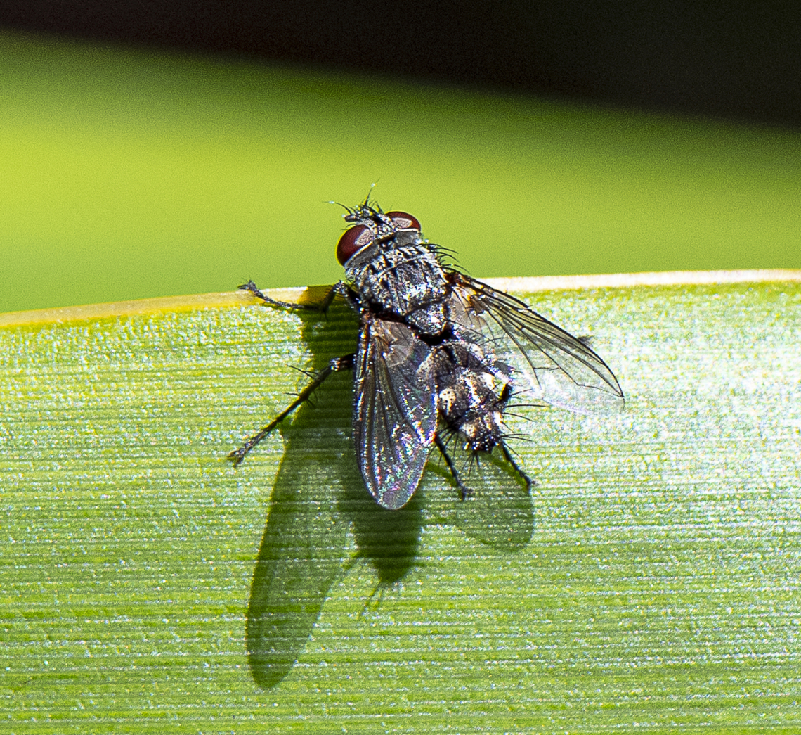 Smaller Fly  Australia,Geotagged,Summer