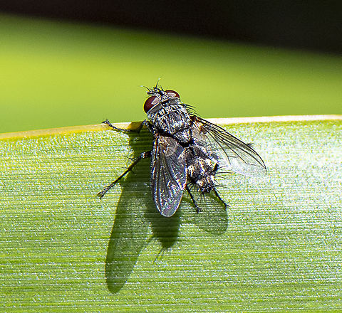 Smaller Fly  Australia,Geotagged,Summer