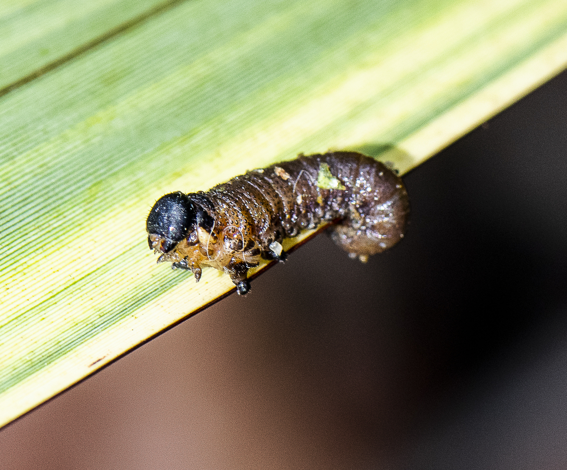 Larva of Leaf beetle  Australia,Geotagged,Summer