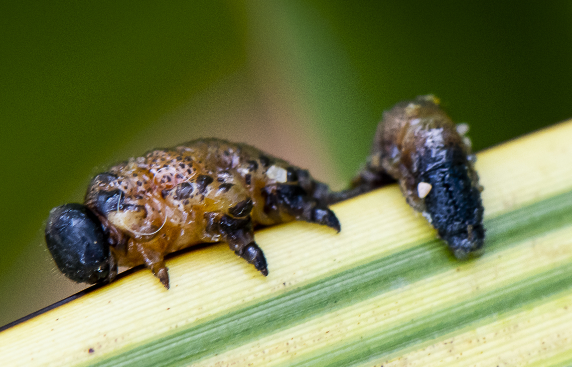 Larva of Leaf beetle  Australia,Geotagged,Summer