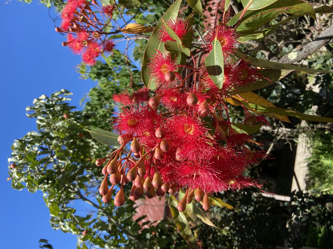 Red Flowering Gum - Corymbia ficifolia  Australia,Corymbia ficifolia,Geotagged,Red flowering gum,Summer