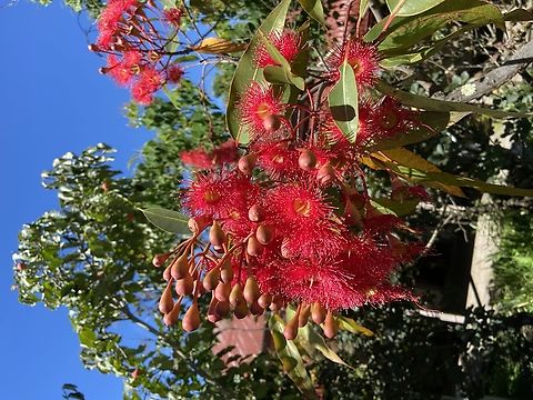 Red Flowering Gum - Corymbia ficifolia  Australia,Corymbia ficifolia,Geotagged,Red flowering gum,Summer