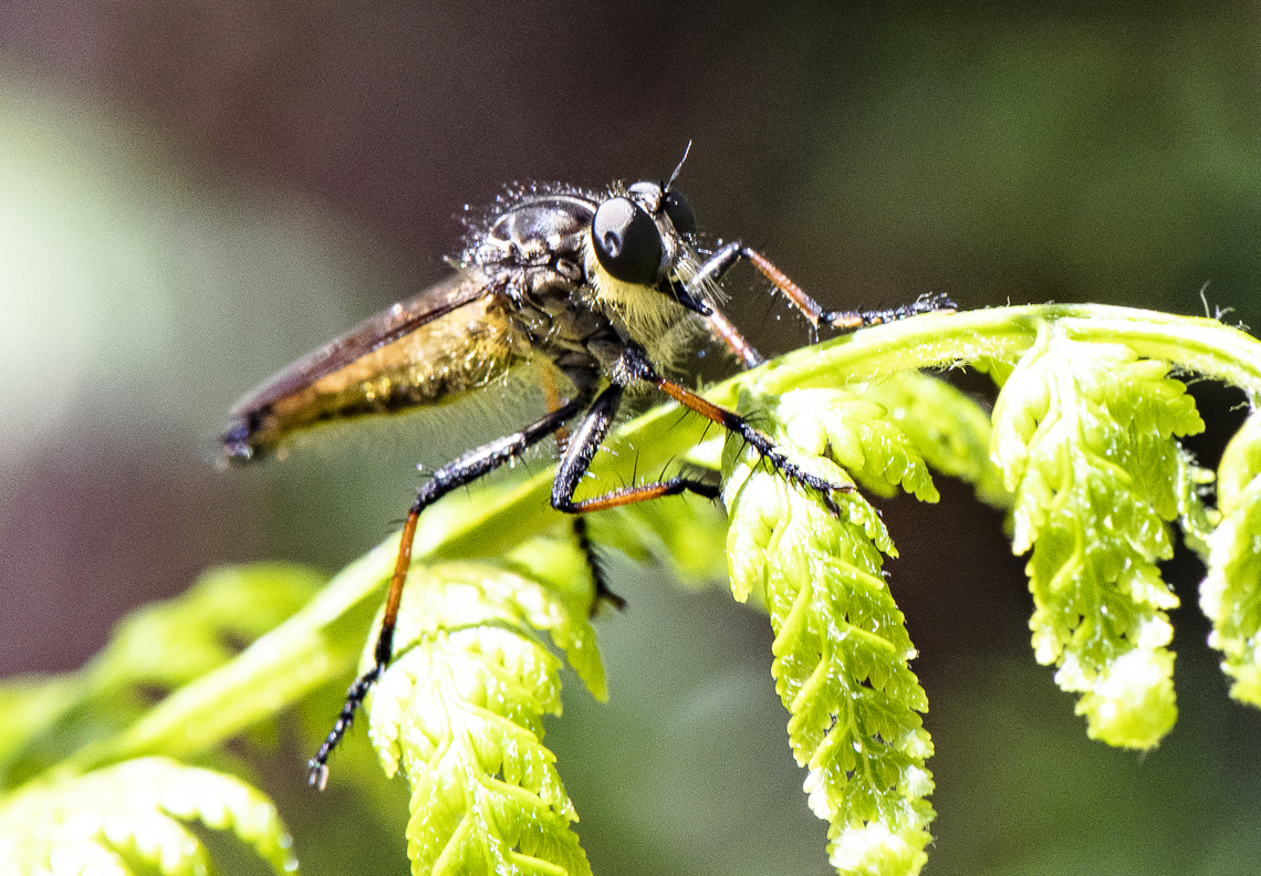 Robber Fly  Australia,Geotagged,Ommatius coeraebus,Summer