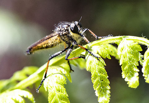 Robber Fly  Australia,Geotagged,Ommatius coeraebus,Summer