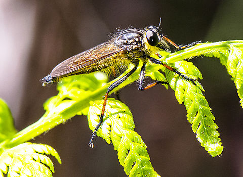 Robber Fly  Australia,Geotagged,Ommatius coeraebus,Summer