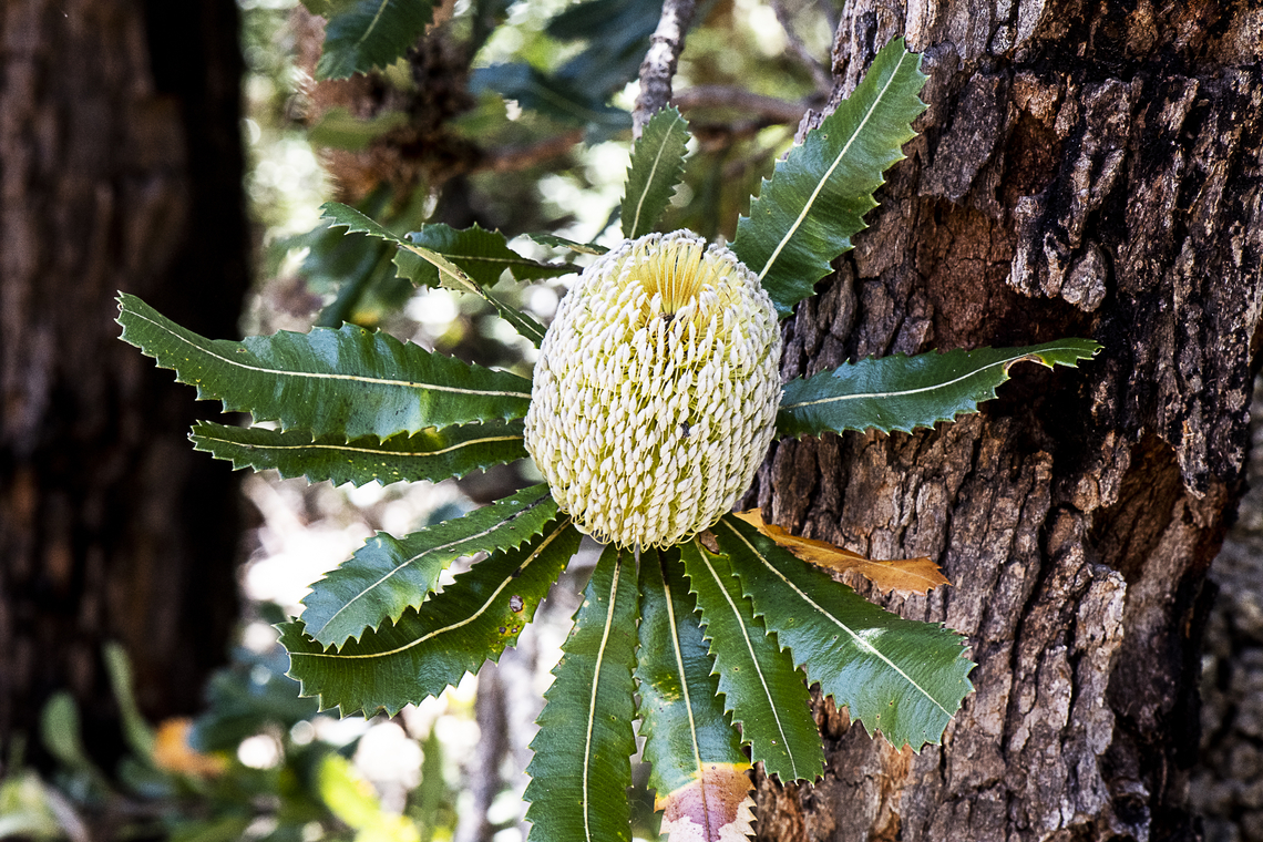 Sawtooth Banksia - Banksia serrata  Australia,Banksia serrata,Geotagged,Saw banksia,Summer