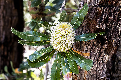 Sawtooth Banksia - Banksia serrata  Australia,Banksia serrata,Geotagged,Saw banksia,Summer