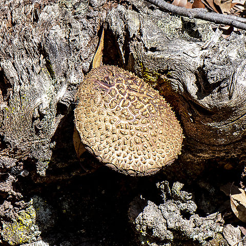 Shaggy Cap  Australia,Boletellus emodensis,Chlorophyllum rhacodes,Geotagged,Shaggy Cap,Shaggy Parasol,Summer