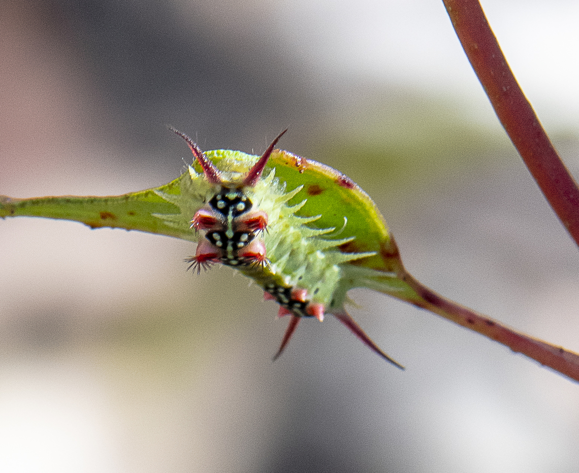 Amazing Caterpillar - The Four Spotted Cup Moth  Australia,Doratifera quadriguttata,Four-Spotted Cup Moth,Geotagged,Summer