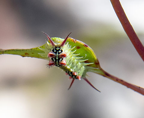 Amazing Caterpillar - The Four Spotted Cup Moth  Australia,Doratifera quadriguttata,Four-Spotted Cup Moth,Geotagged,Summer