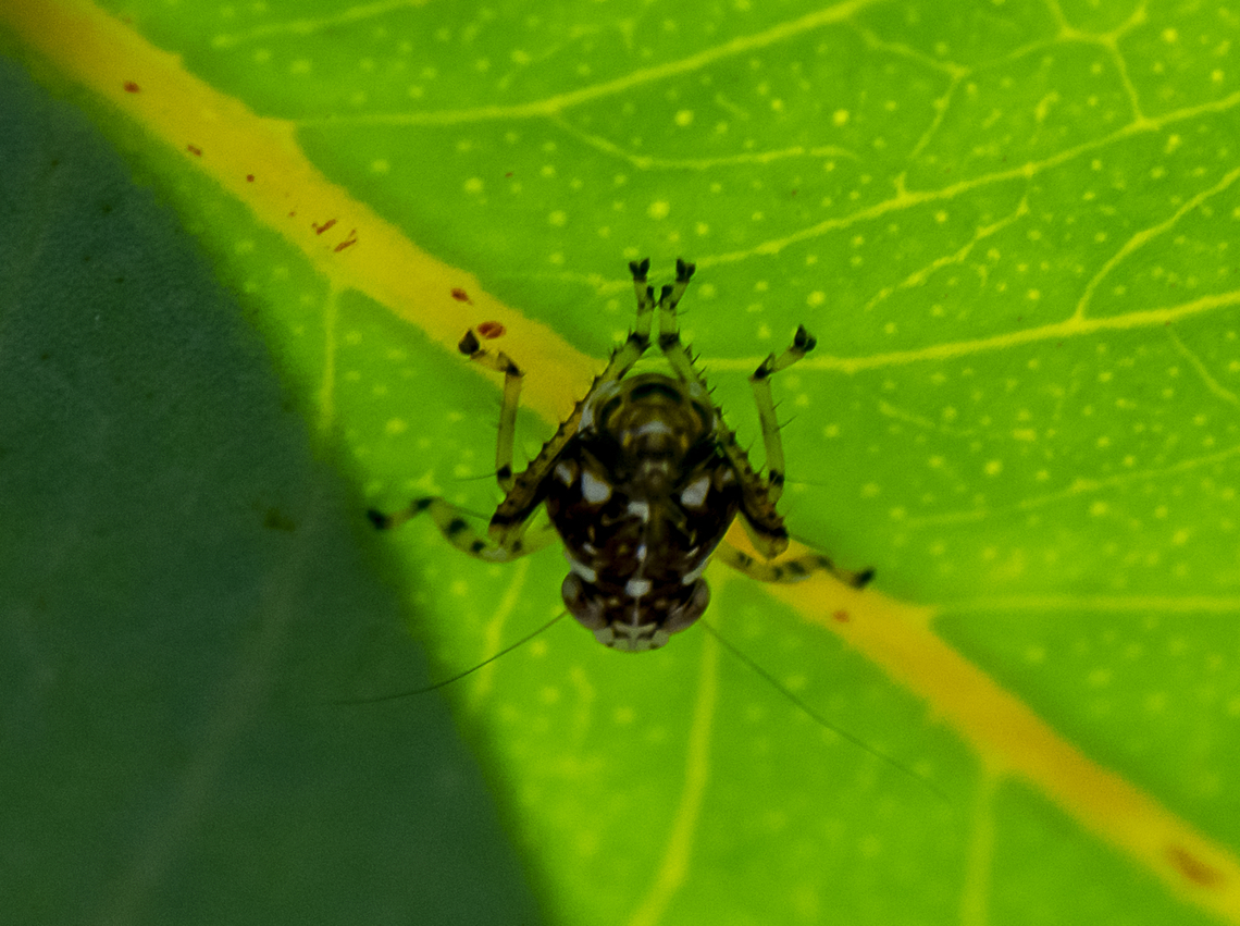 Leafhopper  Australia,Geotagged,Summer