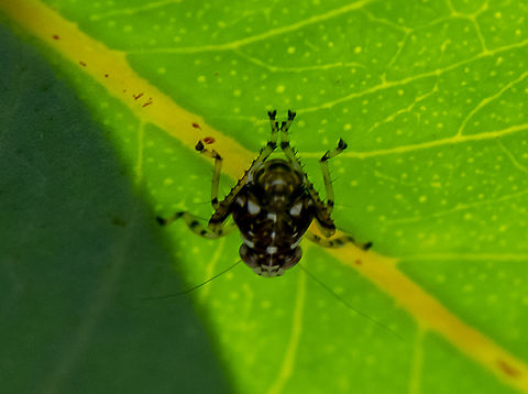 Leafhopper  Australia,Geotagged,Summer