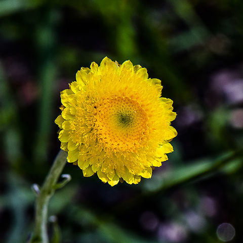 Button Everlasting  Australia,Button Everlasting,Coronidium scorpioides,Geotagged,Medicago orbicularis,Summer
