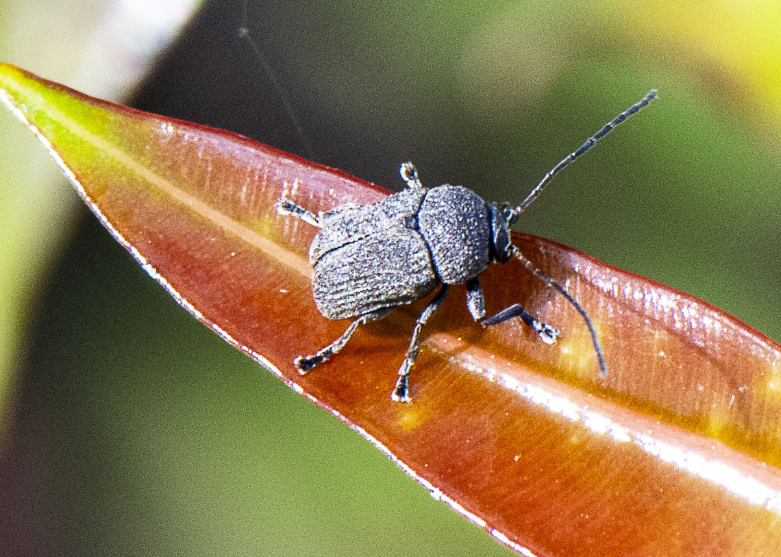 Large Eyes - Cryptocephalini  Australia,Geotagged,Summer