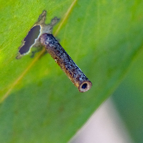 Hemibela hemicalypta - Pupa Case  All the Caterpillars in this genus live in a tube. They hollow out a small length of twig and stay protected inside, just poking out the head and thorax out to feed. They all feed on various species of Gum Trees ( Eucalyptus, MYRTACEAE ).
They grow to a length of about 1 cm., and pupate inside their tube, which they first secure to a flat surface.
The adult moths have wings of various colours, often brown or yellow with red, white and even purple markings. The moths have a wing span of about 1 cm. So far, 13 species have been assigned to this genus. Members of the genus may be found in most of

Lepidoptera.butterflyhouse.com.au/wing/hemibela.html Australia,Geotagged,Summer