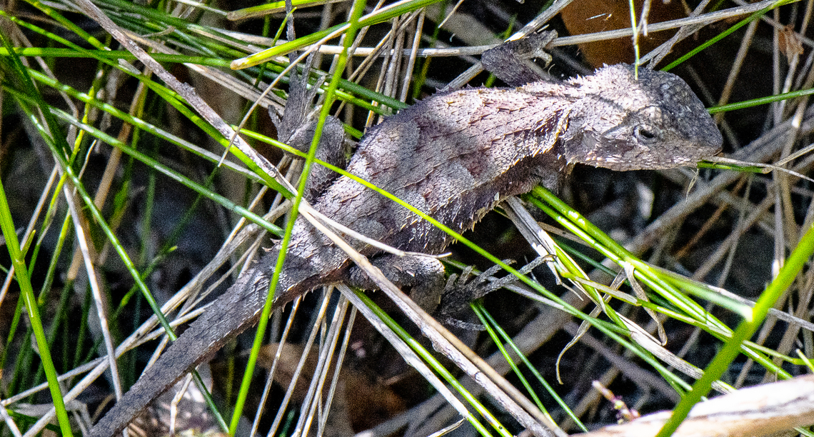 Mountain Dragon - Tympanocryptis diemensis  Australia,Geotagged,Rankinia,Summer