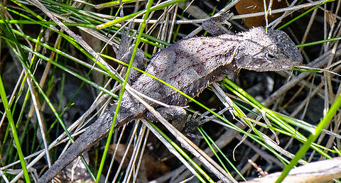Mountain Dragon - Tympanocryptis diemensis  Australia,Geotagged,Rankinia,Summer