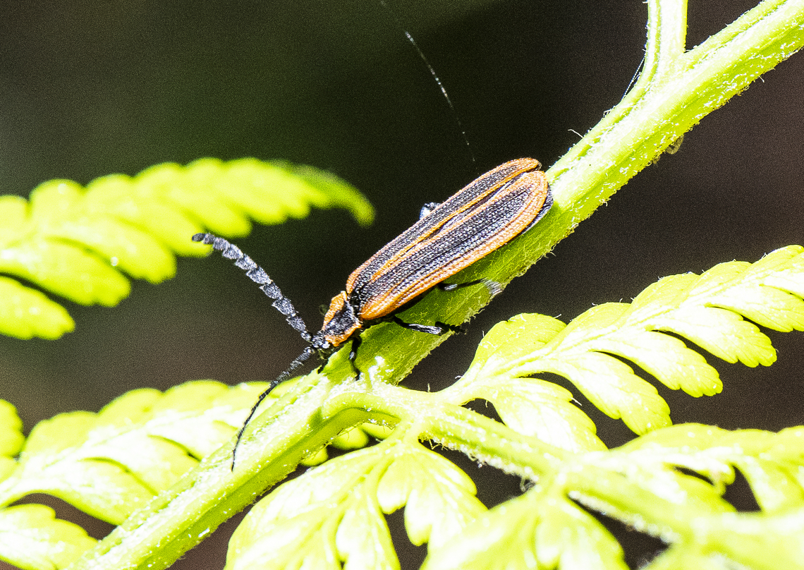Trichalus kershawi - Lycidae Netwinged Beetles <br />
<a href="https://bie.ala.org.au/species/urn:lsid:biodiversity.org.au:afd.taxon:4a79c0c0-252e-472a-94ab-f8a5e2d3baf8" rel="nofollow">https://bie.ala.org.au/species/urn:lsid:biodiversity.org.au:afd.taxon:4a79c0c0-252e-472a-94ab-f8a5e2d3baf8</a> Australia,Geotagged,Stenoderus suturalis,Stinking Longicorn,Summer,Trichalus kershawi