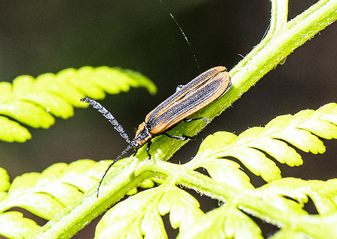 Trichalus kershawi - Lycidae Netwinged Beetles 
https://bie.ala.org.au/species/urn:lsid:biodiversity.org.au:afd.taxon:4a79c0c0-252e-472a-94ab-f8a5e2d3baf8 Australia,Geotagged,Stenoderus suturalis,Stinking Longicorn,Summer,Trichalus kershawi
