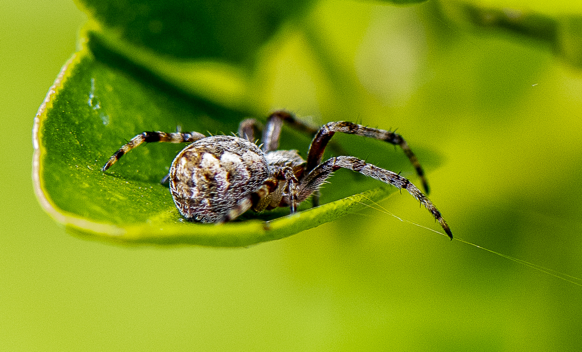 Visitor to Citrus  Arabesque orbweaver,Australia,Geotagged,Neoscona arabesca,Summer