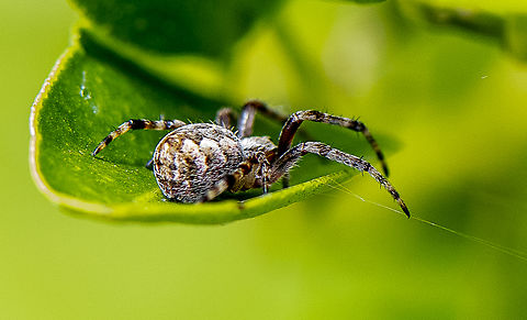 Arabesque orbweaver