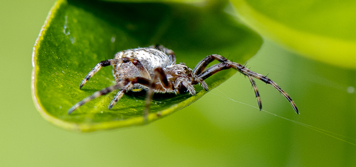 Neoscona arabesca <a href="http://www.arachne.org.au/01_cms/details.asp?ID=1898" rel="nofollow">http://www.arachne.org.au/01_cms/details.asp?ID=1898</a> Arabesque orbweaver,Australia,Geotagged,Neoscona arabesca,Summer