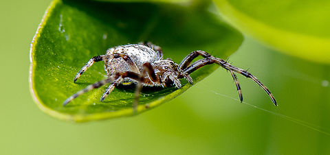 Neoscona arabesca http://www.arachne.org.au/01_cms/details.asp?ID=1898 Arabesque orbweaver,Australia,Geotagged,Neoscona arabesca,Summer