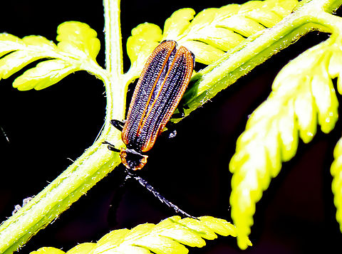 Trichalus kershawi - Lycidae Netwinged Beetles  Australia,Geotagged,Summer,Trichalus kershawi