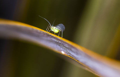Green Mini - Aphid  Australia,Geotagged,Summer