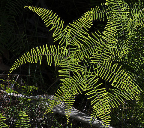 Pouched Coral Fern  Australia,Geotagged,Gleichenia dicarpa,Pouched coral fern,Summer