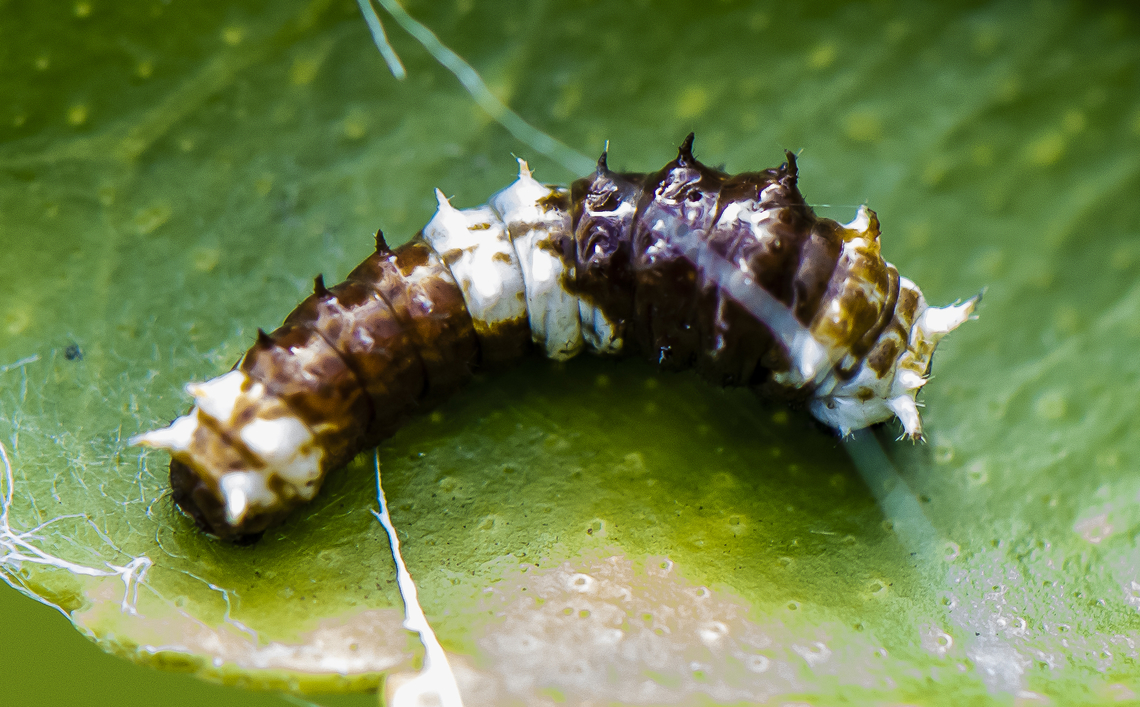 Papilio aegeus  Australia,Canopus swallowtail,Cressida cressida,Geotagged,Orchard swallowtail butterfly,Papilio aegeus,Papilio fuscus,Summer,cressida cressida