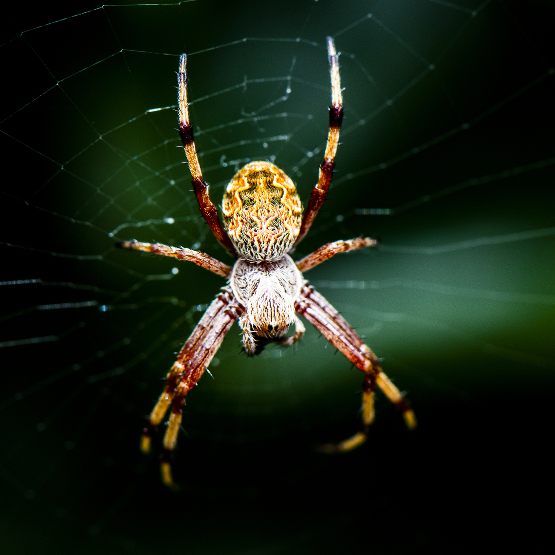 Hanging Around - Orb Spider - Cyclosa fulginata  Araneus bradleyi,Araneus brisbanae,Araneus diadematus,Araneus dimidiatus,Australia,Brisbane Orb Weaver,Cross Orbweaver,Cyclosa fuliginata,Enamelled spider,Geotagged,Leaf curling araneid,Sooty Orbweaver,Summer