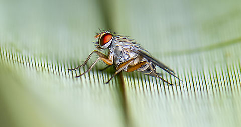 A tiny bristle fly  Australia,Geotagged,Summer