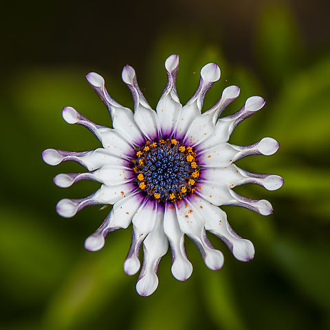 Blue-and-white Daisybush
