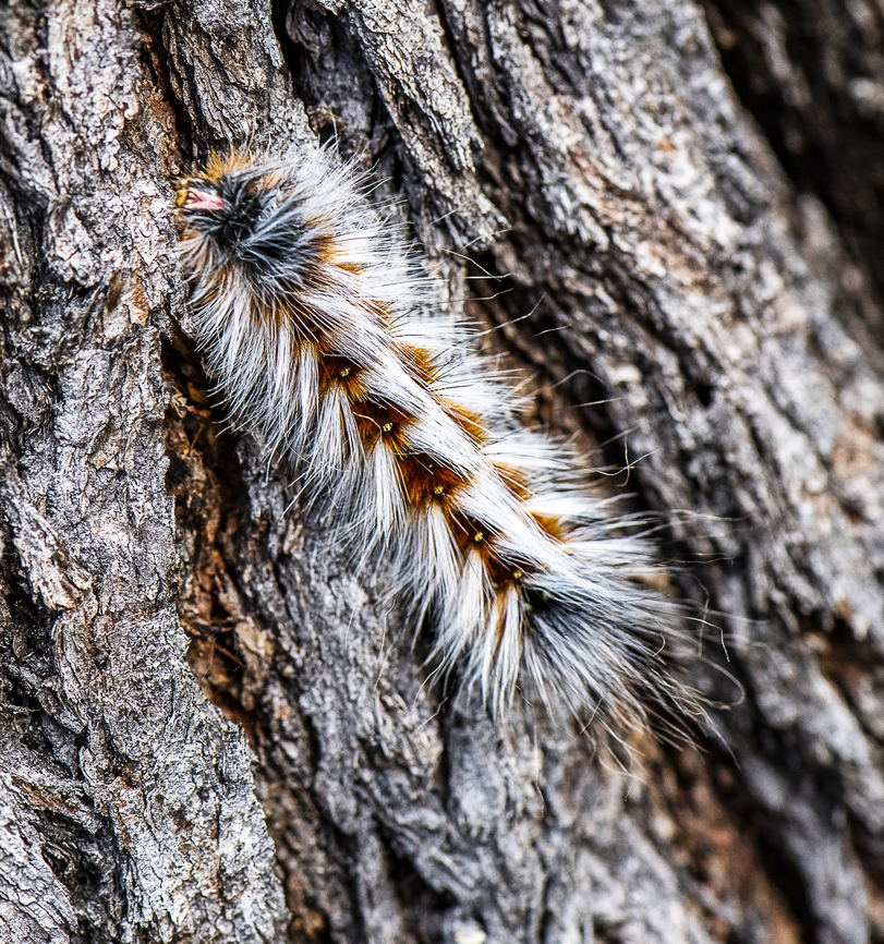 Anthela Varia  Anthela varia,Australia,Geotagged,Summer,Variable anthelid