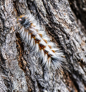 Anthela Varia  Anthela varia,Australia,Geotagged,Summer,Variable anthelid