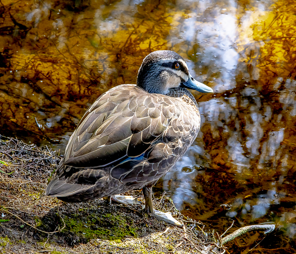 Pacific Black Duck  Anas superciliosa,Australia,Geotagged,Pacific black duck,Summer