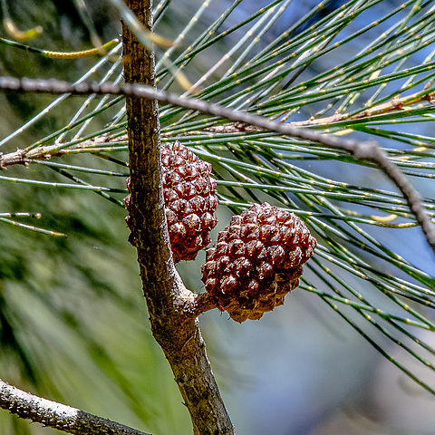 Allocasuarina verticillata Drooping sheoak Yet to ripen Allocasuarina verticillata,Australia,Drooping sheoak,Geotagged,Summer
